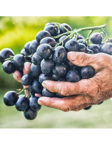 Suero VitaRes con Resveratrol y Extractos de Uva 29.57 ml