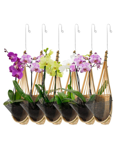 Maceta Colgante de Bambú Kitypartsy, Paquete de 6, 12.7 cm