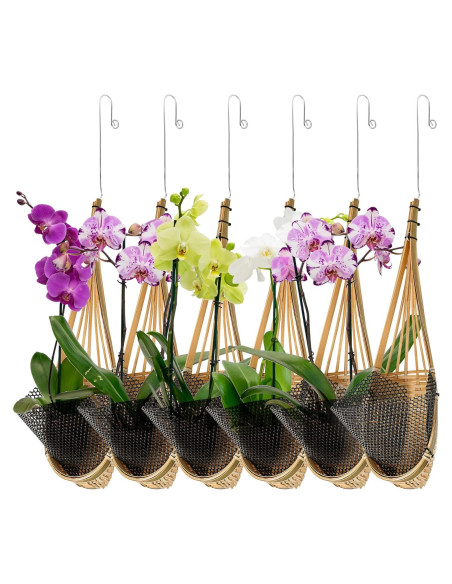 Maceta Colgante de Bambú Kitypartsy, Paquete de 6, 12.7 cm