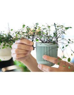 Macetas Colgantes Melphoe 6 Piezas 8.7 cm con Drenaje 2