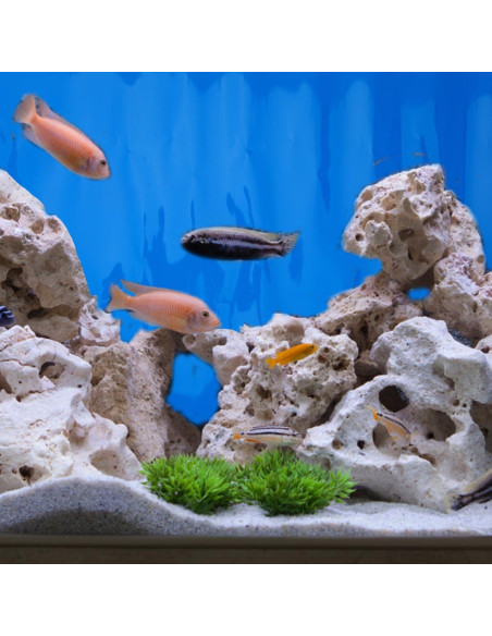 Fondo de Acuario Doble Cara Hemobllo 30x52 cm Azul Negro