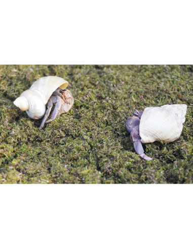 Sustrato Premium para Cangrejos Ermitaños Jinymral 99g