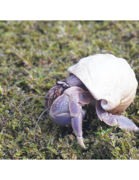 Sustrato Premium para Cangrejos Ermitaños Jinymral 99g Sustrato Premium para Cangrejos Ermitaños Jinymral 99g