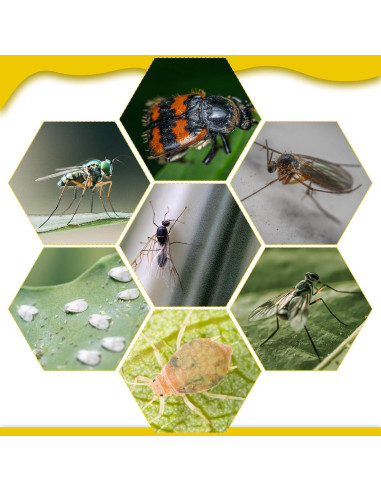 Trampas Adhesivas para Mosquitos Qualirey 220 Pcs Amarillo