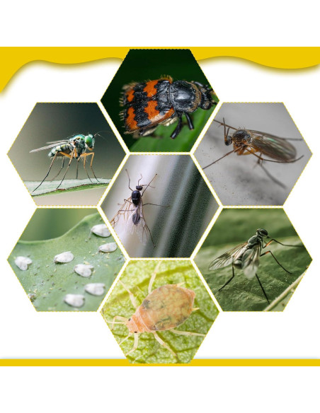 Trampas Adhesivas para Mosquitos Qualirey 220 Pcs Amarillo