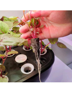 Esponjas de Crecimiento Hidropónicas EVERECOO - 30 Piezas 2