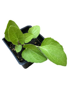 Planta de Bardana Orgánica Arctium Lappa en Maceta 10 cm