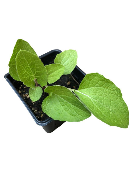 Planta de Bardana Orgánica Arctium Lappa en Maceta 10 cm