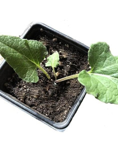 Planta de Bardana Orgánica Arctium Lappa en Maceta 10 cm 2