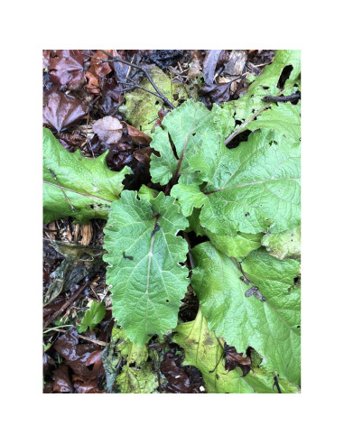 Planta de Bardana Orgánica Arctium Lappa en Maceta 10 cm