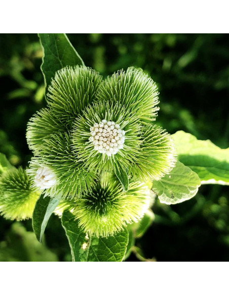 Planta de Bardana Orgánica Arctium Lappa en Maceta 10 cm