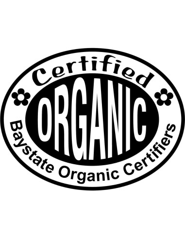 Planta de Bardana Orgánica Arctium Lappa en Maceta 10 cm