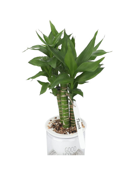 Etiquetas de Plástico Gruesas KINGLAKE 100 Pcs 11.9 cm Blancas Etiquetas de Plástico Gruesas KINGLAKE 100 Pcs 11.9 cm Blancas