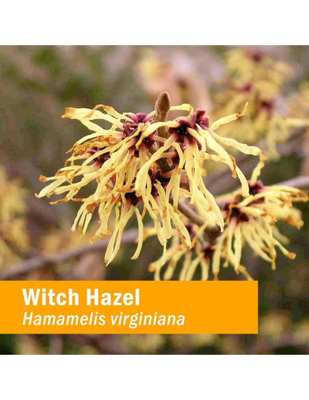 Extracto Líquido de Hamamelis Herb Pharm 30 ml Vegano