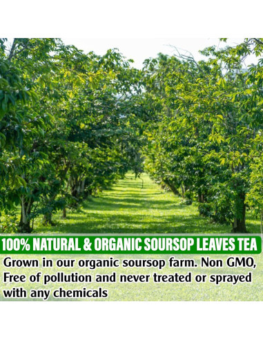 Té Orgánico de Hojas de Guanábana KEYXE 75 Bolsitas Ecológicas