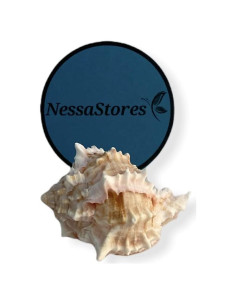 Conchas de Cangrejo Ermitaño Murex Rosa NessaStores 6 pcs