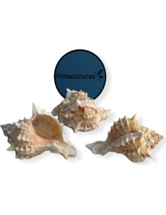 Conchas de Cangrejo Ermitaño Murex Rosa NessaStores 6 pcs 2