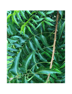 Hojas de Neem Frescas 80 unidades Goodluck Ganesha - Sin OGM 2