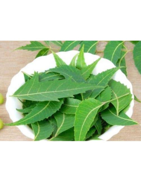 Hojas de Neem Frescas 80 unidades Goodluck Ganesha - Sin OGM