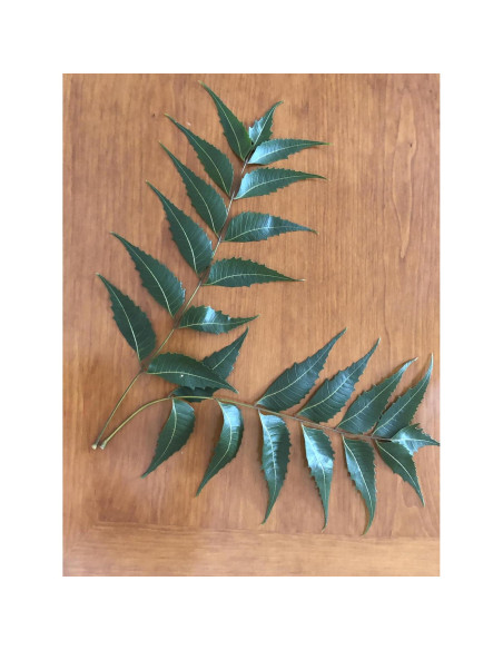 Hojas de Neem Frescas 80 unidades Goodluck Ganesha - Sin OGM