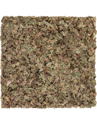 Té Herbal Hoja de Nogal Común Health Embassy 50g