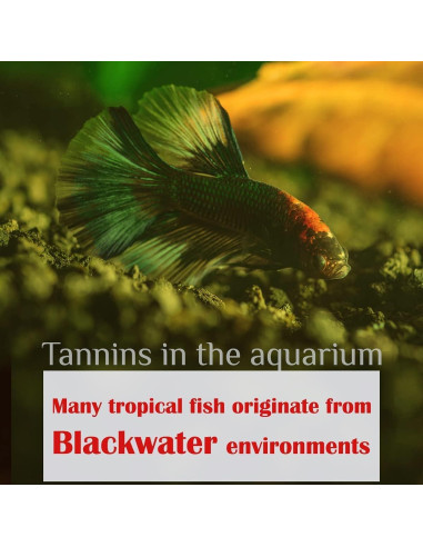 Hojas de Plátano Premium 50g - Mejora Acuario Betta y Camarones