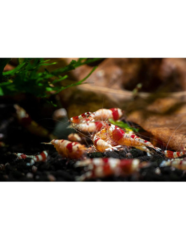 Hojas de Plátano Premium 50g - Mejora Acuario Betta y Camarones