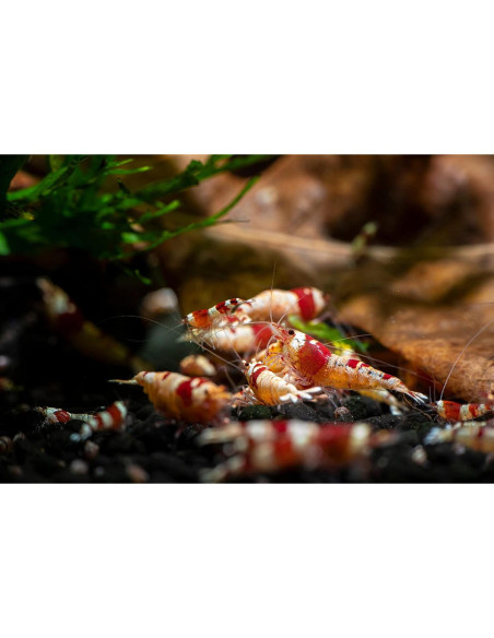 Hojas de Plátano Premium 50g - Mejora Acuario Betta y Camarones