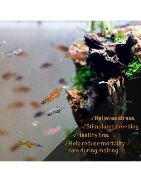 Hojas de Plátano Premium 50g - Mejora Acuario Betta y Camarones