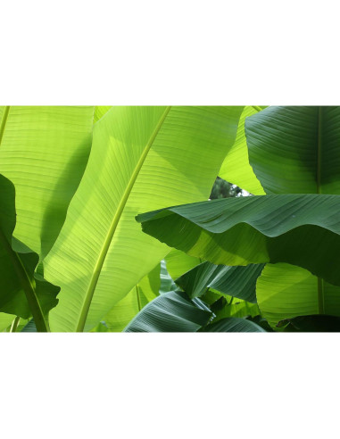 Hojas de Plátano Premium 50g - Mejora Acuario Betta y Camarones