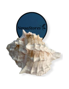 Conchas de Cangrejo Ermitaño Murex Rosa NessaStores 3 Pcs