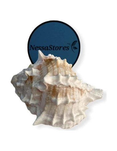 Conchas de Cangrejo Ermitaño Murex Rosa NessaStores 3 Pcs