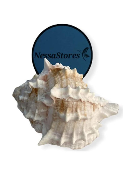 Conchas de Cangrejo Ermitaño Murex Rosa NessaStores 3 Pcs