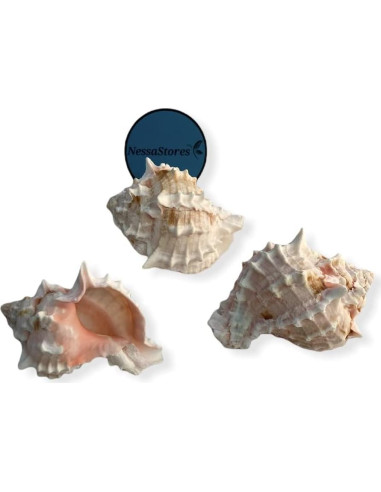 Conchas de Cangrejo Ermitaño Murex Rosa NessaStores 3 Pcs