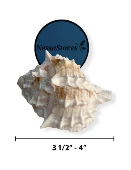 Conchas de Cangrejo Ermitaño Murex Rosa NessaStores 3 Pcs