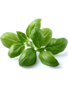 Pods de Albahaca Click and Grow 3-Pack - Jardín Inteligente 2