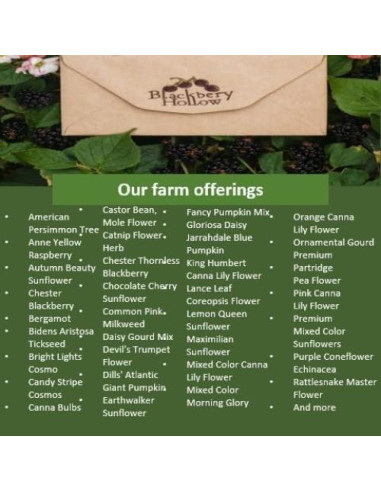 Ungüento Natural Jewelweed Blackberry Hollow 56.7 g - Alivio Picazón