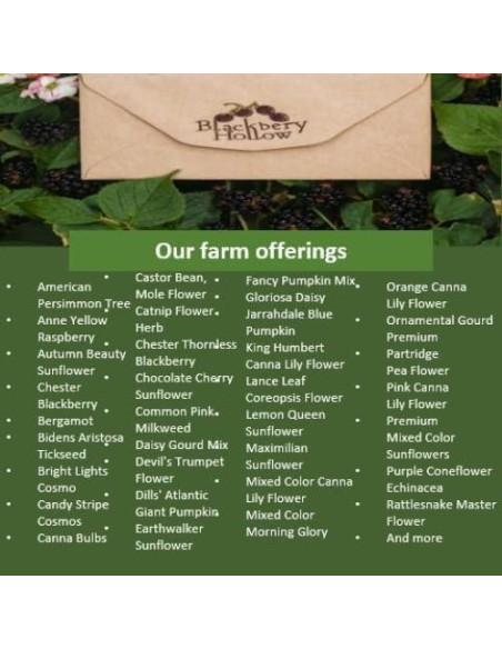 Ungüento Natural Jewelweed Blackberry Hollow 56.7 g - Alivio Picazón