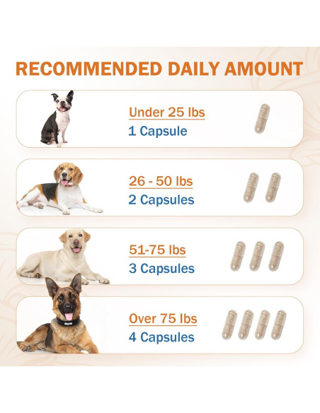 Suplemento de Hongo para Perros PKperekond - Cápsulas para Bultos y Lipomas