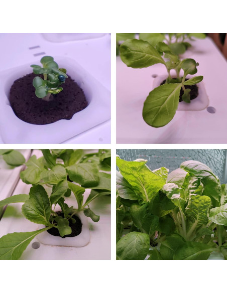 Kit de Cápsulas de Semillas Hidropónicas Hdroor SSK-12