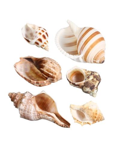 Conchas de Cangrejo Ermitaño LIOOBO 6 Piezas Naturales 6cm