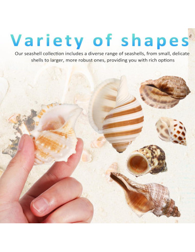 Conchas de Cangrejo Ermitaño LIOOBO 6 Piezas Naturales 6cm