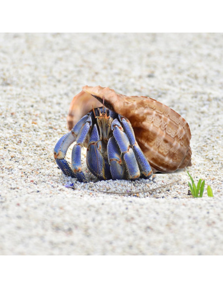 Conchas de Cangrejo Ermitaño LIOOBO 6 Piezas Naturales 6cm