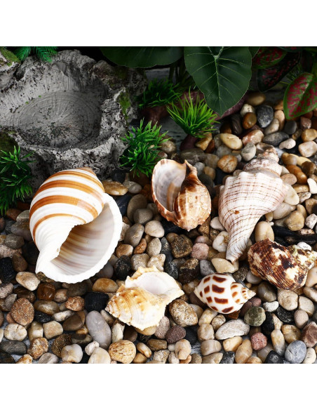 Conchas de Cangrejo Ermitaño LIOOBO 6 Piezas Naturales 6cm