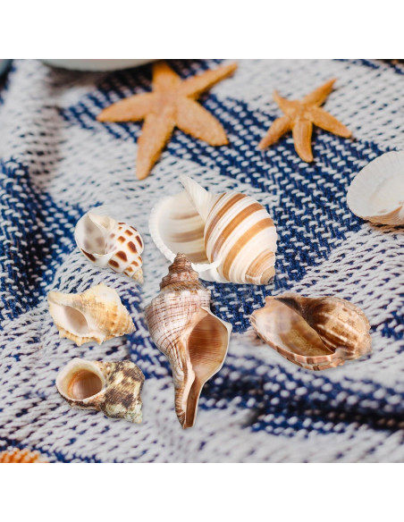 Conchas de Cangrejo Ermitaño LIOOBO 6 Piezas Naturales 6cm