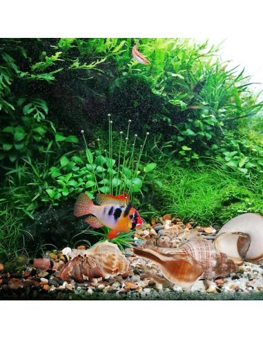 Conchas de Cangrejo Ermitaño LIOOBO 6 Piezas Naturales 6cm