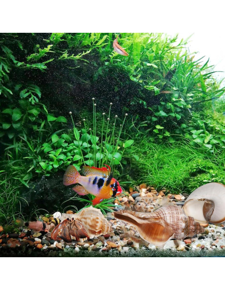 Conchas de Cangrejo Ermitaño LIOOBO 6 Piezas Naturales 6cm