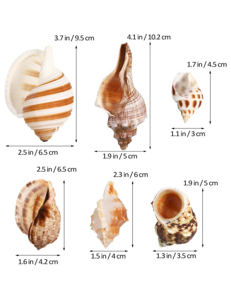 Conchas de Cangrejo Ermitaño LIOOBO 6 Piezas Naturales 6cm