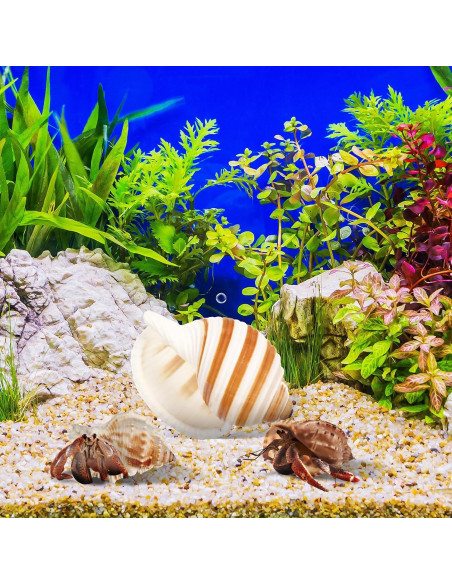 Conchas de Cangrejo Ermitaño LIOOBO 6 Piezas Naturales 6cm