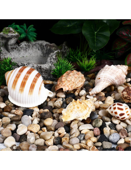 Conchas de Cangrejo Ermitaño LIOOBO 6 Piezas Naturales 6cm